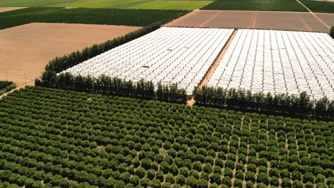 Farming.   Aerial drone shot over fields in the California countryside Stock Footage 94480799