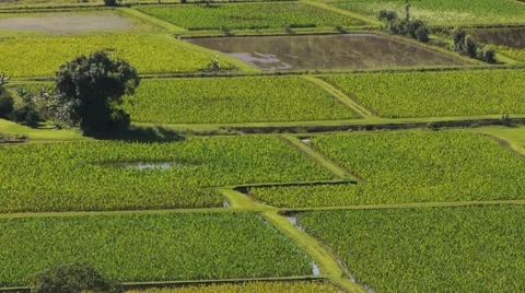 Farming Agriculture - Taro Fields Pan Down Stock Footage 1045590