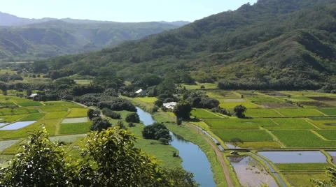 Farming Agriculture - Taro Fields Pan Left to Right Stock Footage 1045605