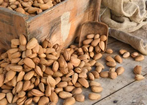 Farming almonds Stock Photos