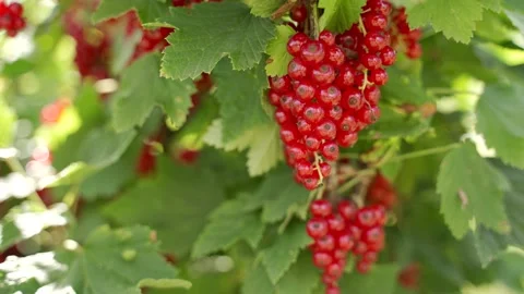 Farming and berries: Red currant bush. Close-up of berries. Green leaves Stock Footage 134698597