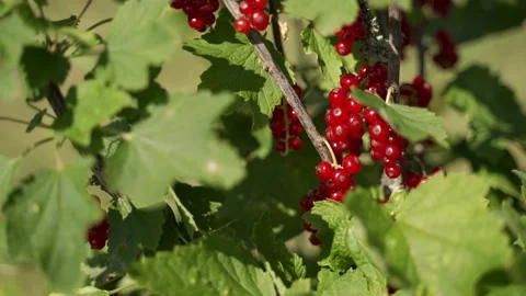 Farming and berries: Red currant bush. Close-up of berries. Green leaves Stock Footage 134698716