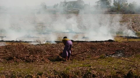 Farming and pest control - Fields fumigation in Myanmar Stock Footage 62451591