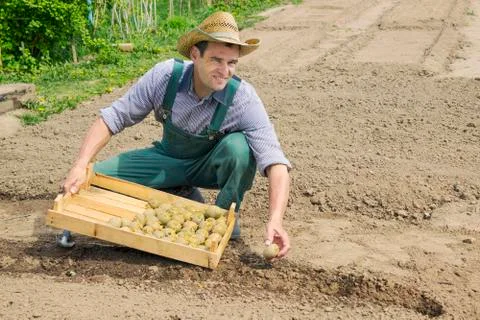 Farming and traditional spring work. Planting potatoes in May Stock Photos