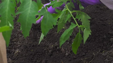 Farming and vegetable growing Stock Footage 311130181