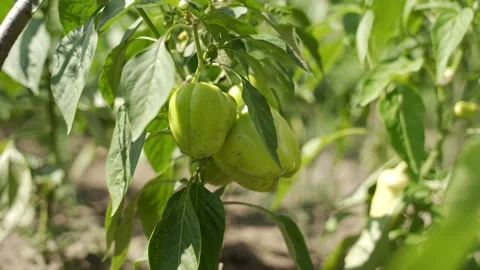 Farming and vegetables: A bush of bell pepper in the ground. Close-up Stock Footage 134698253