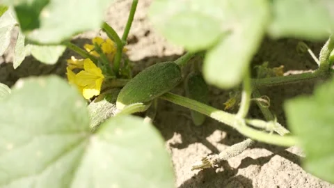 Farming and vegetables: Growing cucumbers. Flowering cucumbers. Close-up Vídeos de archivo 134698330