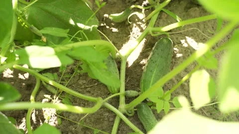 Farming and vegetables: Growing cucumbers. Flowering cucumbers. Close-up Stock Footage 134698436