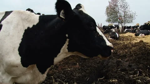 Farming Area. Black and White Cows Staying in Enclosure Outside, Eating Hay. Stock Footage 67862745