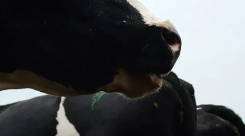 Farming Area. Black and White Cows Staying in Enclosure Outside. Black Cow Stock Footage 67862754