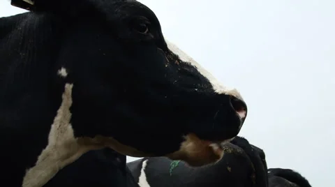 Farming Area. Black and White Cows Staying in Enclosure Outside. Black Cow Stock Footage 67862775