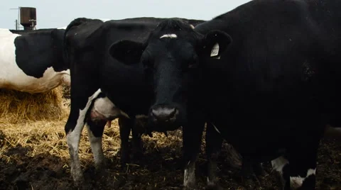 Farming Area. Black and White Cows Staying in Enclosure, Eating Dry Hay. Cow Stock-Footage 67862805