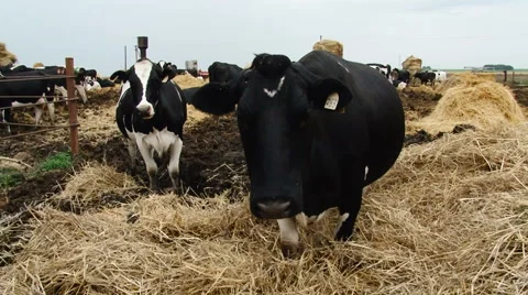 Farming Area. Black and White Cows Staying in Enclosure, Eating Dry Hay. Sunny Stock Footage 67862814