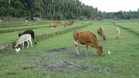 Farming area with cows and chickens Stock Footage 194423198
