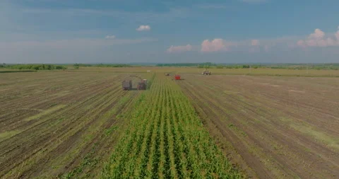 Farming area in ecological region, aerial view of harvesting agricultural Stock Footage 258508317