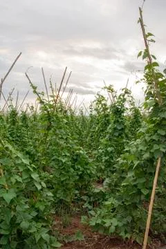 Farming beans Stock Photos