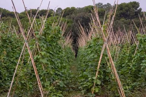 Farming beans Stock Photos