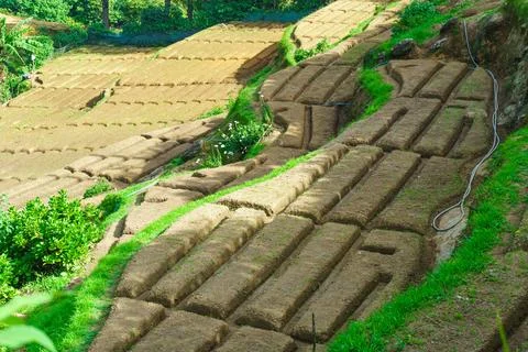 Farming beds with sprouts on the hills Stock Photos