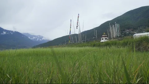 Farming in Bhutan with prayer flags in the background at Punakha District Stock Footage