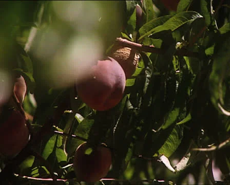 FARMING branches with peaches in the wind 動画素材 24577346