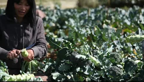 Farming broccoli Video stock 9737894