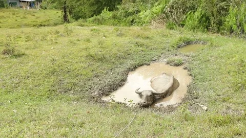 A Farming Buffalo taking a mud bath in a valley called Ba'kelalan, Sarawak Stock Footage 239060767