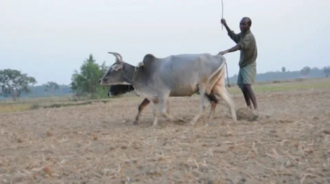 Farming with bull Stock Footage 38869121