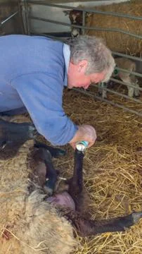 Farming caring for sheep Stock Photos