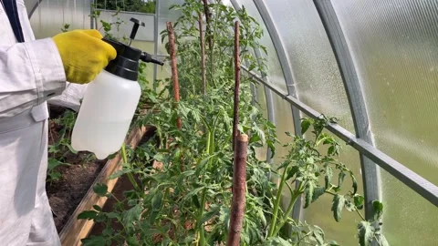 Farming concept. Spraying insecticide on tomato seedlings indoors. Stock Footage 247915070