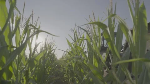 Farming corn FLAT Stock Footage 283503062