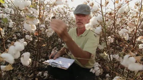 Farming Cotton Stock Footage