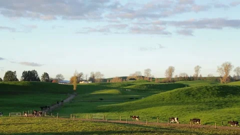 Farming country, with distant cows walking on a track Stock Footage 138313414
