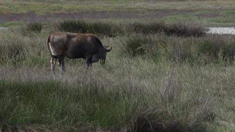 Farming of cow on open space meadow with lot of grass and plants Stock Footage 328643437