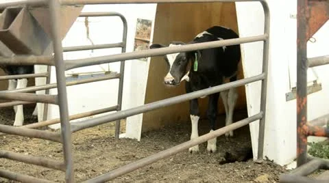 Farming Cows Vidéo 11368903