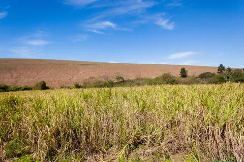 Farming Crops Landscape Stock Photos