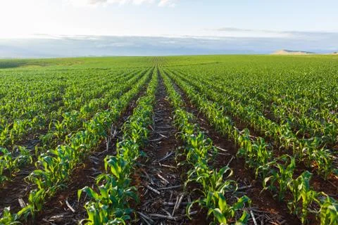 Farming Crops Landscape Stock Photos