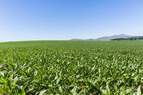 Farming Crops Landscape Stock Photos