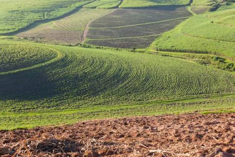 Farming Crops Landscape Stock Photos