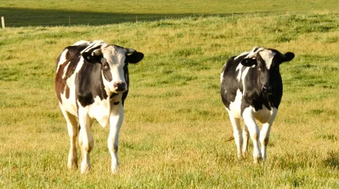 Farming dairy cows Stock Footage 68896644
