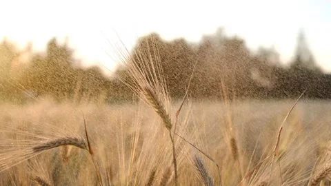 Farming. ecological biological plants ear grain. eco nature environment. Stock Footage 201737289