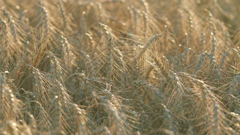 Farming ecological nature wheat germ concept. Beautiful nature sunset landscape Video stock 211146006