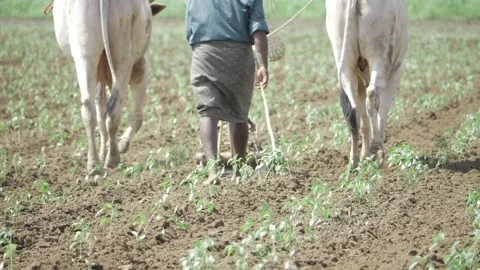 Farming Efficiency - A Journey into the World of Traditional Plowing Stock Footage 320897157