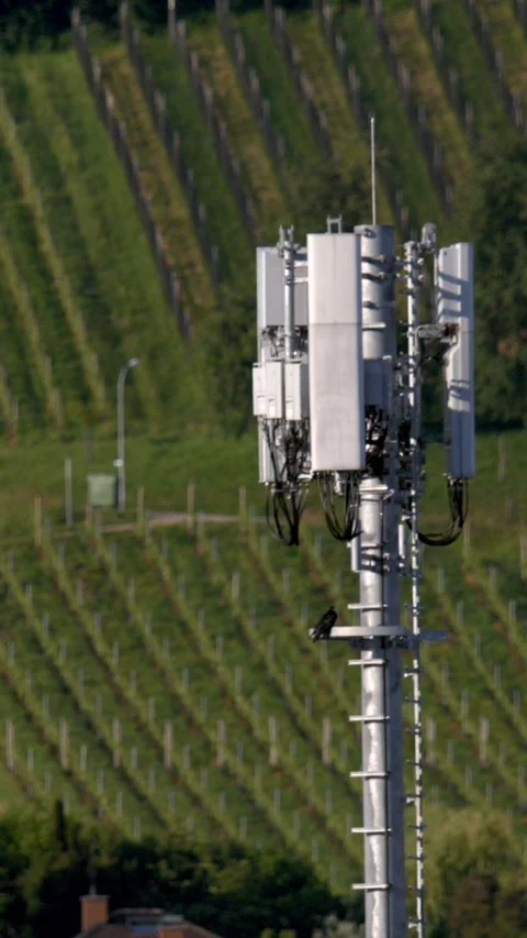 Farming Environment Where Vineyards Are Integrated With Telecommunication System Stock Footage 335579104