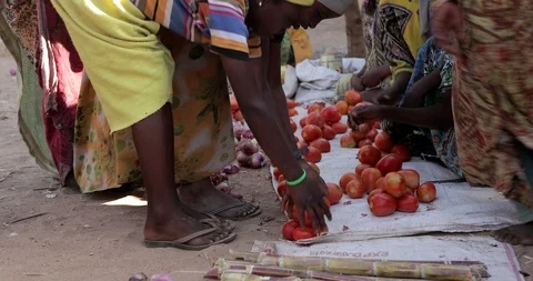 Farming in Ethiopia, farmer, Hand picking tomatoes to sell in the marketplace. Stock Footage 87720661