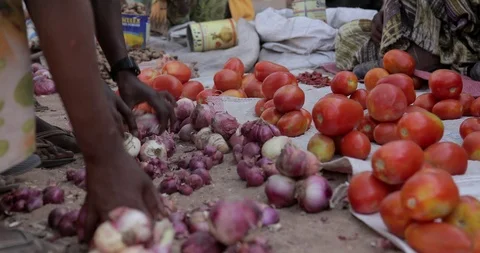 Farming in Ethiopia, farmer, Hand picking tomatoes to sell in the marketplace. Stock Footage 87720701