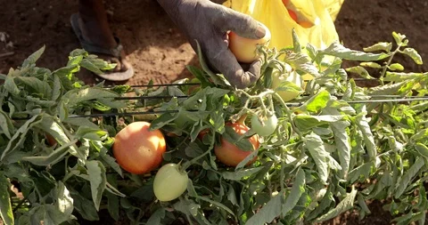 Farming in Ethiopia, farmer, Hand picking tomatoes to sell in the marketplace. Stock Footage 87730596