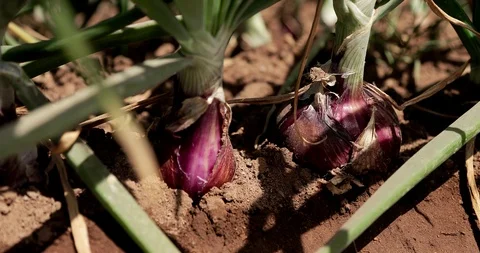 Farming in Ethiopia, farmer, Hand picking onions to sell in the marketplace. Stock Footage 87730679