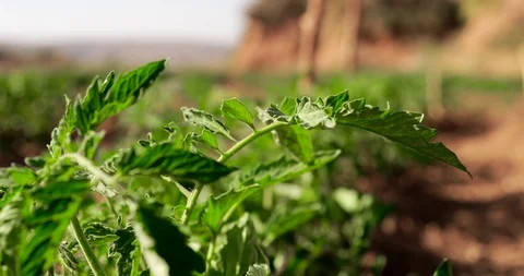 Farming in Ethiopia, farmer, Hand picking tomatoes to sell in the marketplace. Stock Footage 87730711