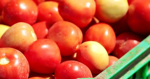 Farming in Ethiopia, farmer, Hand picking tomatoes to sell in the marketplace. Stock Footage 87730830