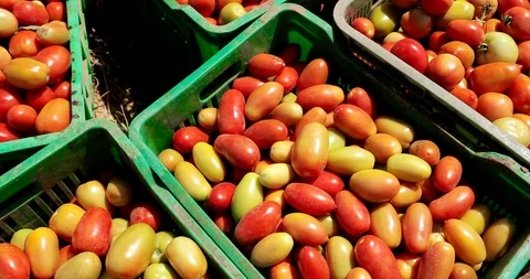 Farming in Ethiopia, farmer, Hand picking tomatoes to sell in the marketplace. Stock Footage 87730863